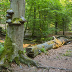 Hazardous Tree Removal | Milwaukee, WI | Tree Services